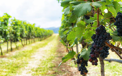 Bunch of grapes in the vineyards. Detail view of vineyard background with ripe grapes