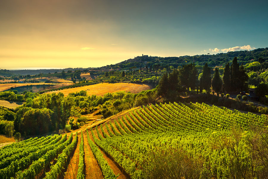 vineyards and countryside landscape at sunset